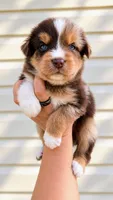 Boone , a male Australian Shepherd for sale in Narvon, PA – 4 of 10