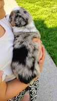 Oakley , a female Australian Shepherd for sale in Narvon, PA – 3 of 3