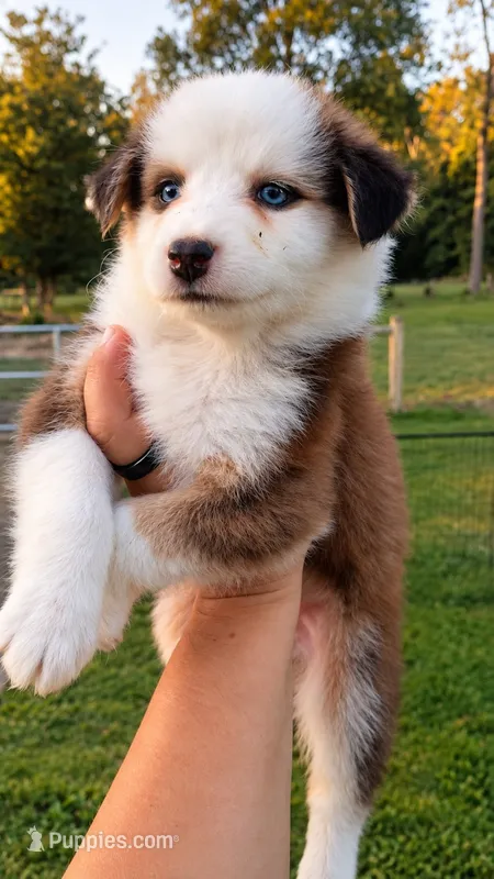 River  – Australian Shepherd puppy for sale in Narvon, PA