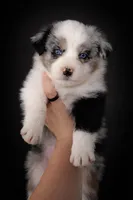 Dutton , a male Australian Shepherd for sale in Narvon, PA – Photo 2 of 2