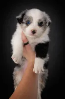 Dutton , a male Australian Shepherd for sale in Narvon, PA – Photo 1 of 2
