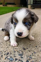 Oakley , a female Australian Shepherd for sale in Narvon, PA – 2 of 3