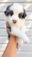 Ace , a male Australian Shepherd for sale in Narvon, PA – 2 of 6