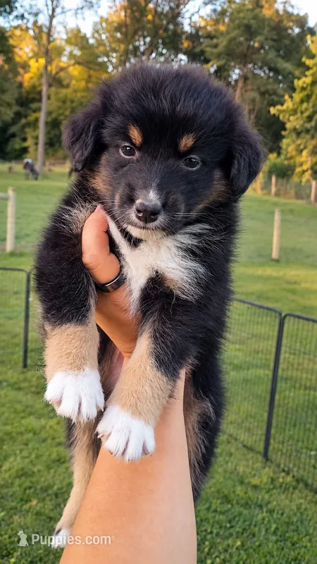Sutton  – Australian Shepherd puppy for sale in Narvon, PA