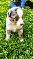 Cowboy, a male Australian Shepherd for sale in Narvon, PA – 4 of 4