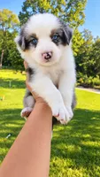 Ace , a male Australian Shepherd for sale in Narvon, PA – 5 of 6