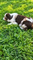 Rhett, a male Australian Shepherd for sale in Narvon, PA – 3 of 5