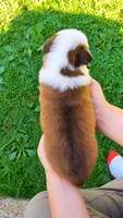 River , a male Australian Shepherd for sale in Narvon, PA – 2 of 4