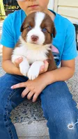 Canyon , a male Australian Shepherd for sale in Narvon, PA – 2 of 7
