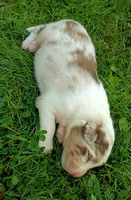 June , a female Australian Shepherd for sale in Narvon, PA – 5 of 6