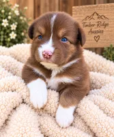 Hadley , a female Australian Shepherd for sale in Narvon, PA – 1 of 4