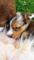 Boone , a male Australian Shepherd for sale in Narvon, PA – 7 of 10