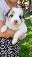 June , a female Australian Shepherd for sale in Narvon, PA – 2 of 6