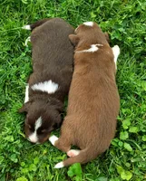 Harley , a male Australian Shepherd for sale in Narvon, PA – 6 of 6