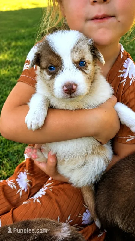 Beth – Australian Shepherd puppy for sale in Narvon, PA