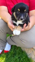 Sutton , a male Australian Shepherd for sale in Narvon, PA – 3 of 4