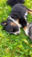 Huston , a male Australian Shepherd for sale in Narvon, PA – 2 of 4