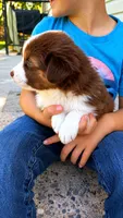 Canyon , a male Australian Shepherd for sale in Narvon, PA – 7 of 7