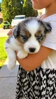 Oakley , a female Australian Shepherd for sale in Narvon, PA – 1 of 3
