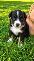 Huston , a male Australian Shepherd for sale in Narvon, PA – 3 of 4