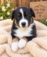 Knox, a male Australian Shepherd for sale in Narvon, PA – 1 of 4
