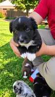 Cash , a male Australian Shepherd for sale in Narvon, PA – 3 of 4
