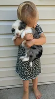 Ace , a male Australian Shepherd for sale in Narvon, PA – 6 of 6