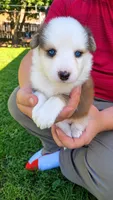 River , a male Australian Shepherd for sale in Narvon, PA – 3 of 4