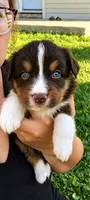 Harley , a male Australian Shepherd for sale in Narvon, PA – 2 of 6