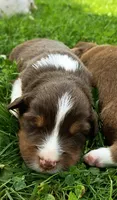 Harley , a male Australian Shepherd for sale in Narvon, PA – 4 of 6