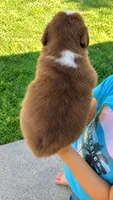 Canyon , a male Australian Shepherd for sale in Narvon, PA – 5 of 7