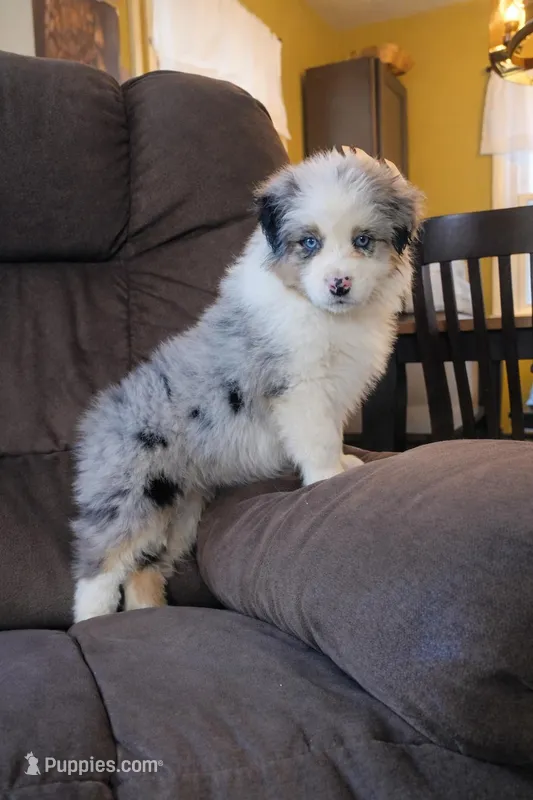 Beth – Australian Shepherd puppy for sale in Narvon, PA