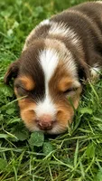 Boone , a male Australian Shepherd for sale in Narvon, PA – 6 of 10