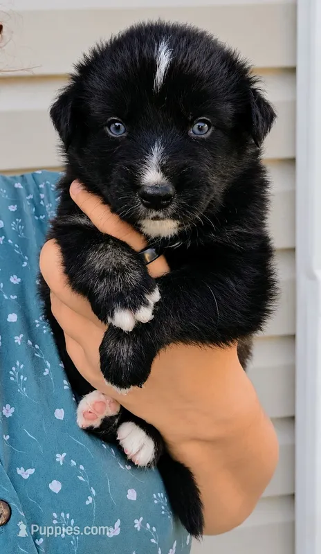 Cayce  – Australian Shepherd puppy for sale in Narvon, PA