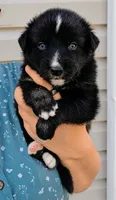 Cayce , a male Australian Shepherd for sale in Narvon, PA – 1 of 4