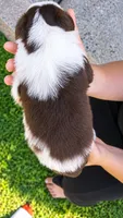 Rhett, a male Australian Shepherd for sale in Narvon, PA – 5 of 5