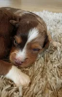 Boone , a male Australian Shepherd for sale in Narvon, PA – 9 of 10