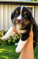 Harley , a male Australian Shepherd for sale in Narvon, PA – 3 of 6