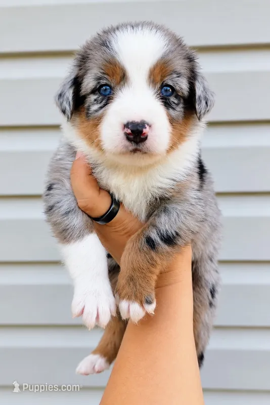 Cowboy – Australian Shepherd puppy for sale in Narvon, PA