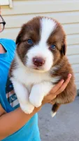 Canyon , a male Australian Shepherd for sale in Narvon, PA – 4 of 7
