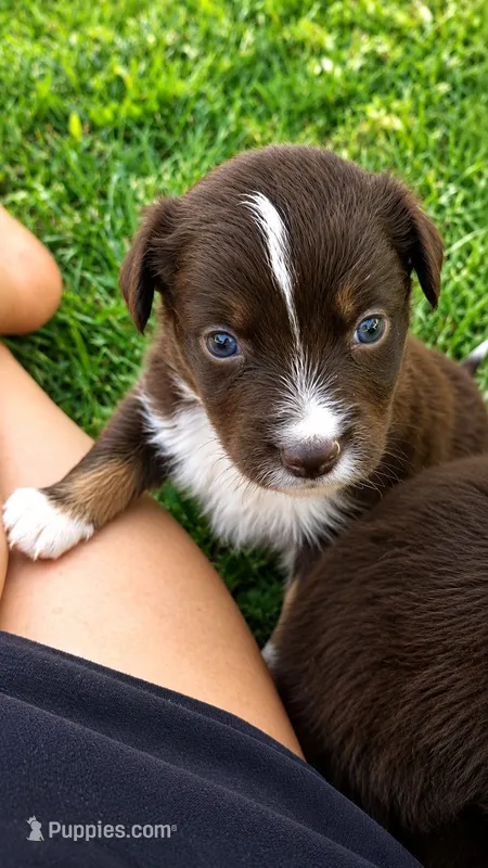 Casper – Australian Shepherd puppy for sale in Narvon, PA