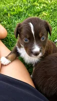 Casper, a male Australian Shepherd for sale in Narvon, PA – 1 of 1