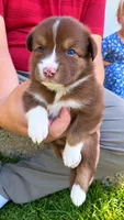 Hadley , a female Australian Shepherd for sale in Narvon, PA – 3 of 4
