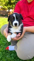 Knox, a male Australian Shepherd for sale in Narvon, PA – 2 of 4