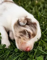 June , a female Australian Shepherd for sale in Narvon, PA – 4 of 6