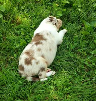 June , a female Australian Shepherd for sale in Narvon, PA – 6 of 6