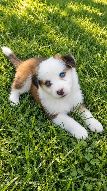 River  – Australian Shepherd puppy for sale in Narvon, PA