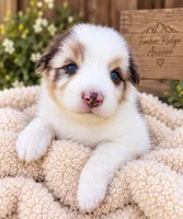 June , a female Australian Shepherd for sale in Narvon, PA – 1 of 6