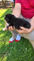 Sutton , a male Australian Shepherd for sale in Narvon, PA – 4 of 4