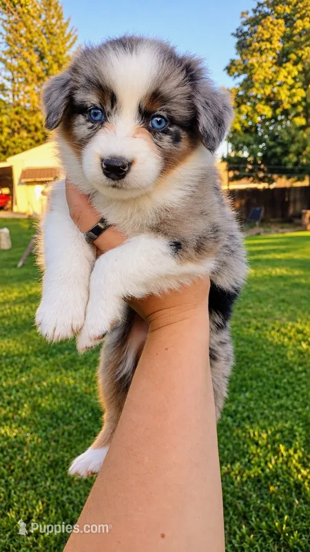 Oakley  – Australian Shepherd puppy for sale in Narvon, PA